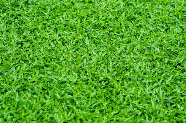 Campo de fútbol de fondo de hierba verde