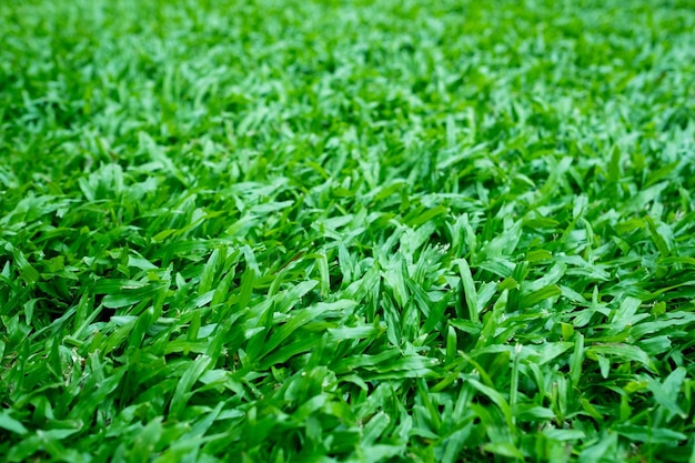 Campo de fútbol de fondo de hierba verde