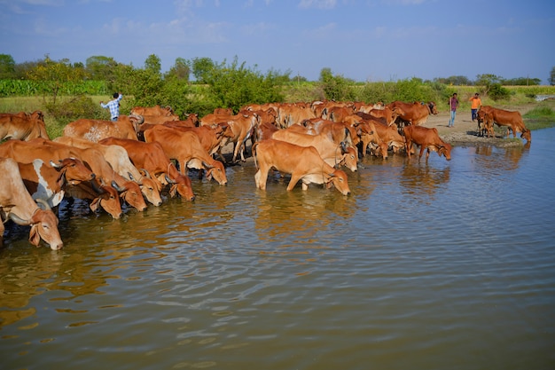 Campo de ganado indio cerca del río