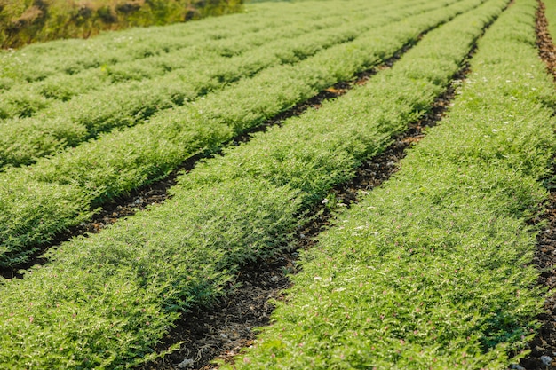 Campo de garbanzos verdes frescos, garbanzos también conocidos como harbara o harbhara en hindi