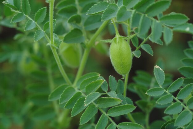 Campo de garbanzos verdes