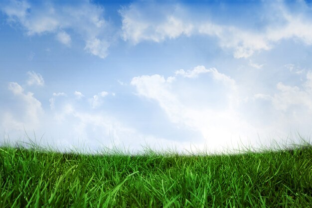 Foto campo gerado digitalmente da grama sob o céu azul