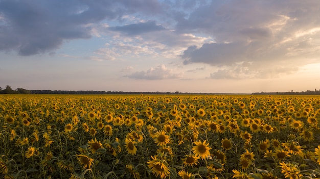 Un campo de girasol al amanecer