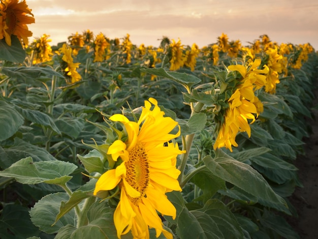 Campo de girasol al atardecer en Colorado.