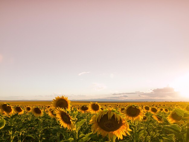 Campo de girasol al atardecer en Colorado.