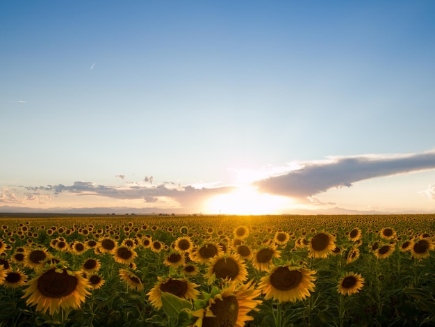 Campo de girasol al atardecer en Colorado.