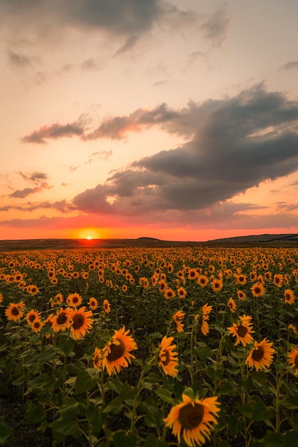 Campo de girasol al atardecer en verano