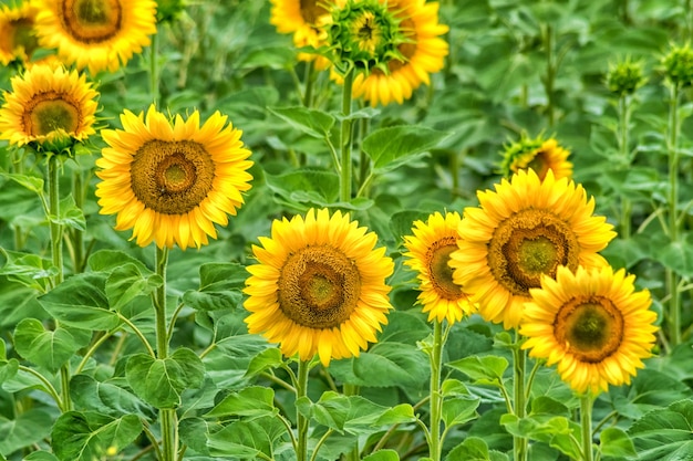 Campo de girasol amarillo brillante un día soleado de verano, imagen de tonos.