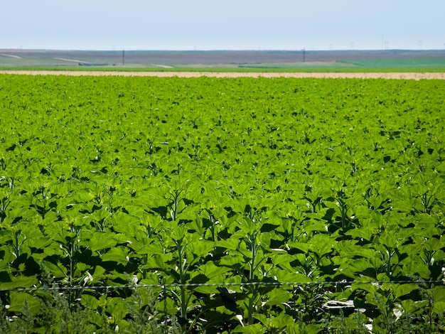 Campo de girasol antes de la floración.