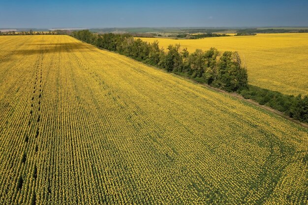 Campo de girasol brillante contra el cielo azul claro