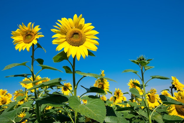 Campo de girasol con cielo azul nublado