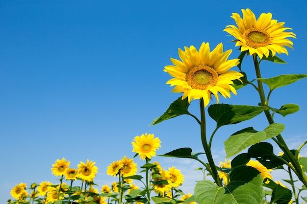 Campo de girasol con cielo azul nublado