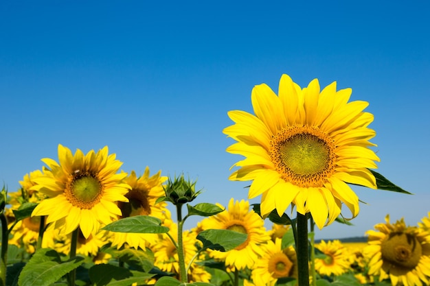 Campo de girasol con cielo azul nublado