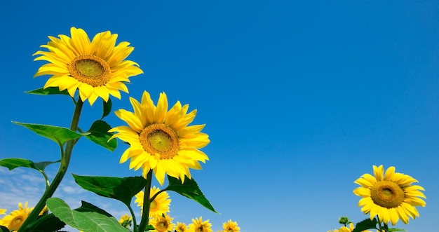 Campo de girasol con cielo azul nublado