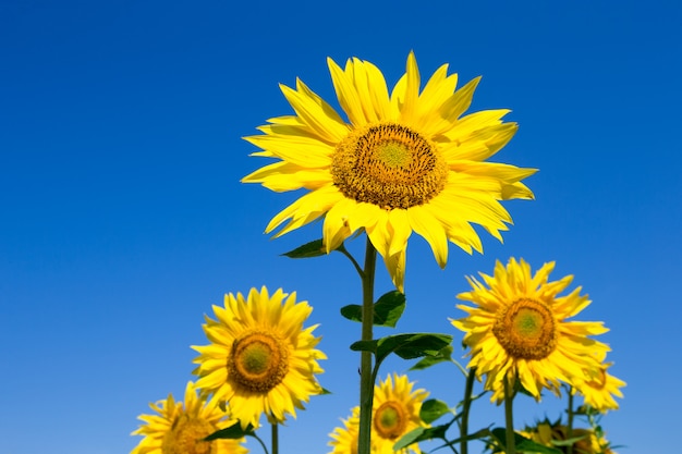 Campo de girasol con cielo azul nublado