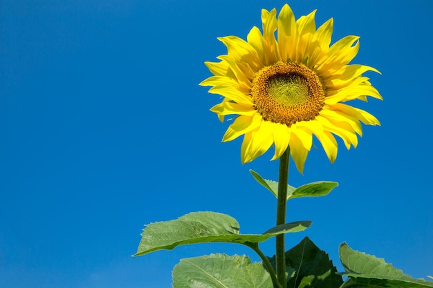 Campo de girasol con cielo azul nublado