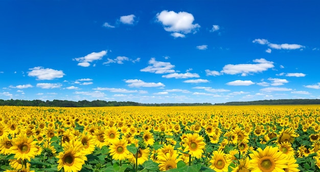 Campo de girasol con cielo azul nublado