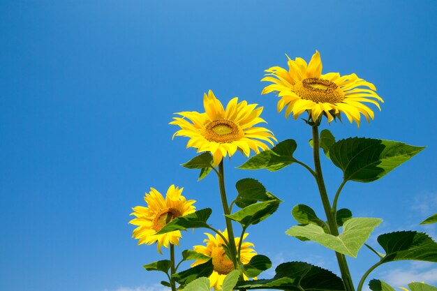 Campo de girasol con cielo azul nublado