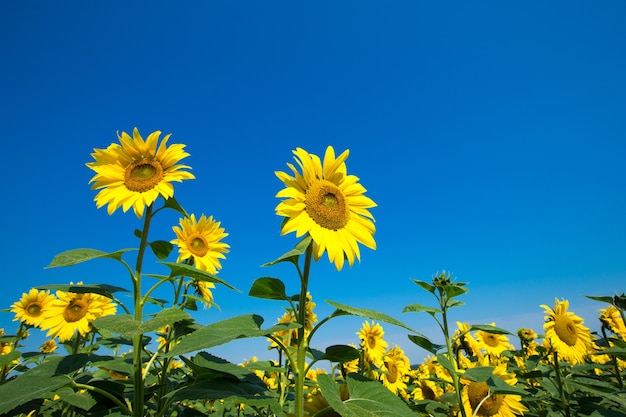 Campo de girasol con cielo azul nublado