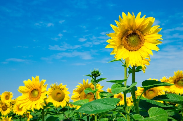 Campo de girasol con cielo azul nublado