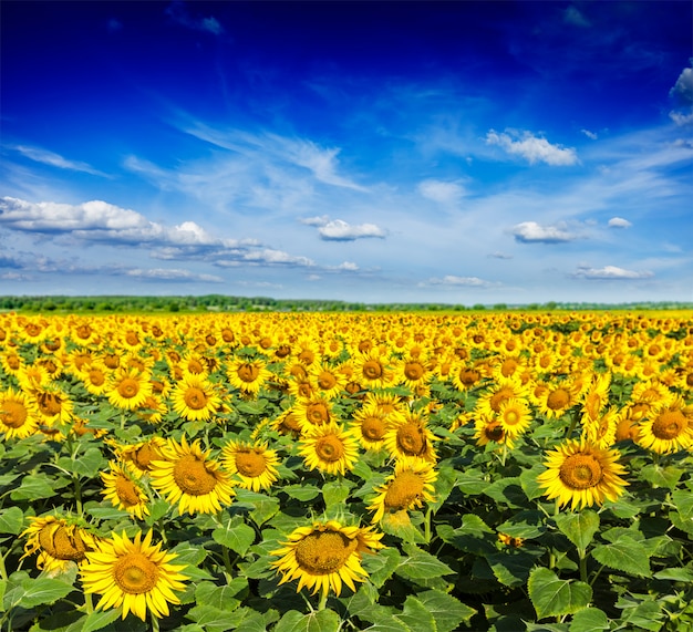 Campo de girasol y cielo azul