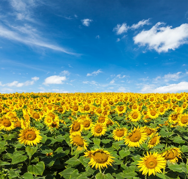 Campo de girasol y cielo azul