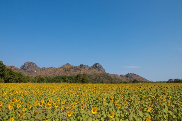 Campo de girasol con cielo azul.