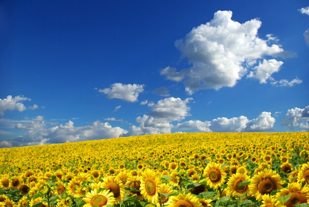 Campo de girasol con cielo azul