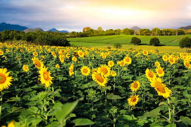 Campo del girasol en el cielo dramático.