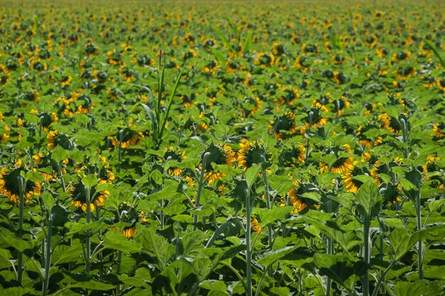 Campo de girasol en Colorado.