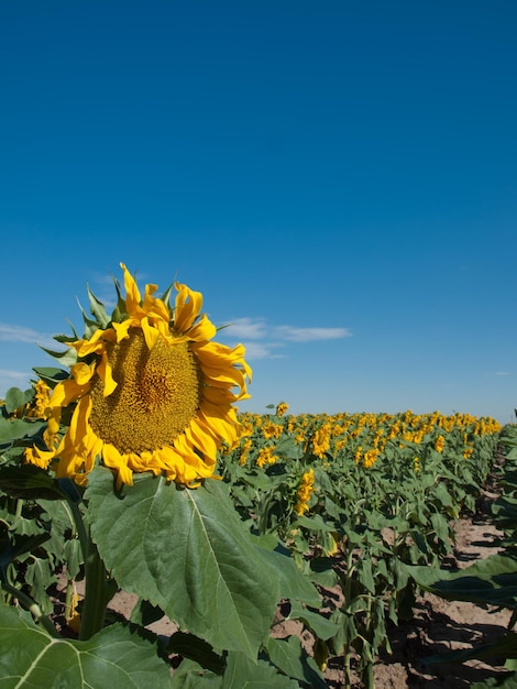 Campo de girasol en Colorado.