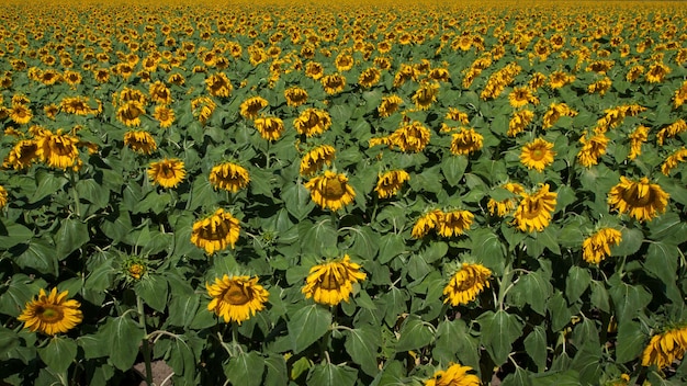 Campo de girasol en Colorado.