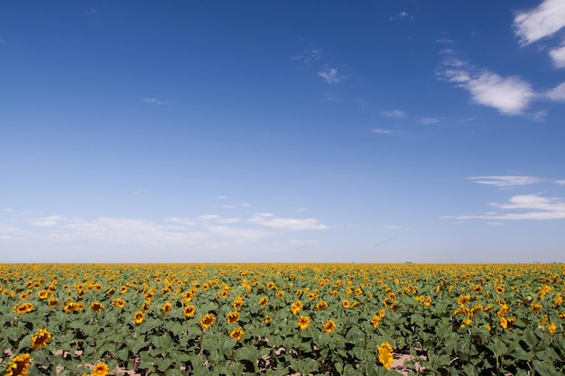 Campo de girasol en Colorado.