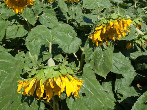 Campo de girasol en Colorado.