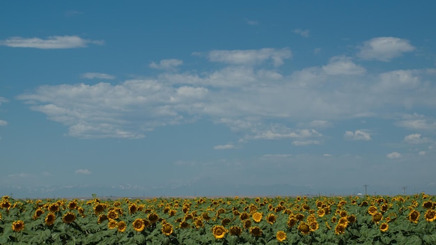 Campo de girasol en Colorado.