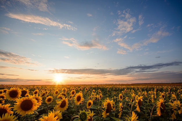 Campo de girasol contra la hermosa puesta de sol y el cielo encantador con pequeñas nubes iluminadas por los últimos rayos del sol