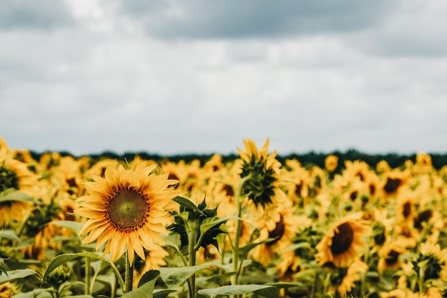 Campo de girasol en un día nublado.