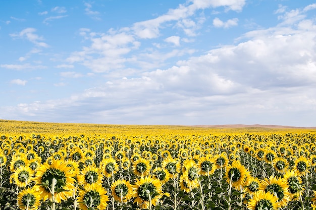 Campo de girasol día de verano