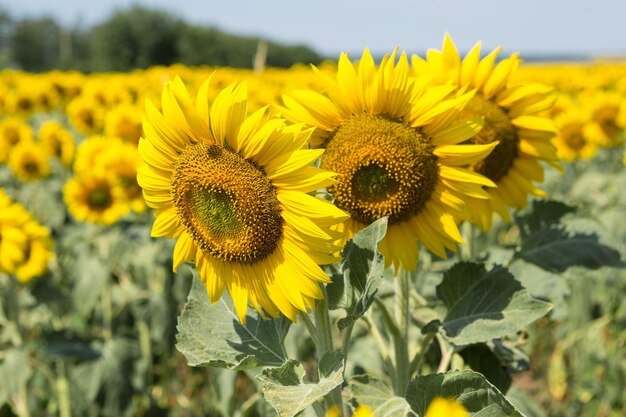 Campo de girasol dorado brillante al atardecer