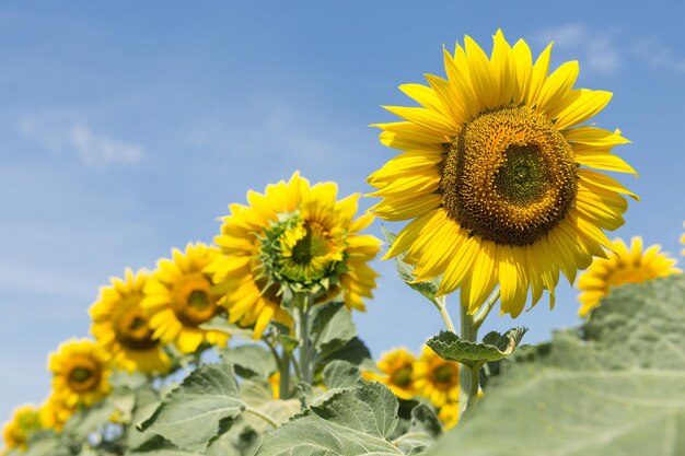 Campo de girasol dorado brillante al atardecer