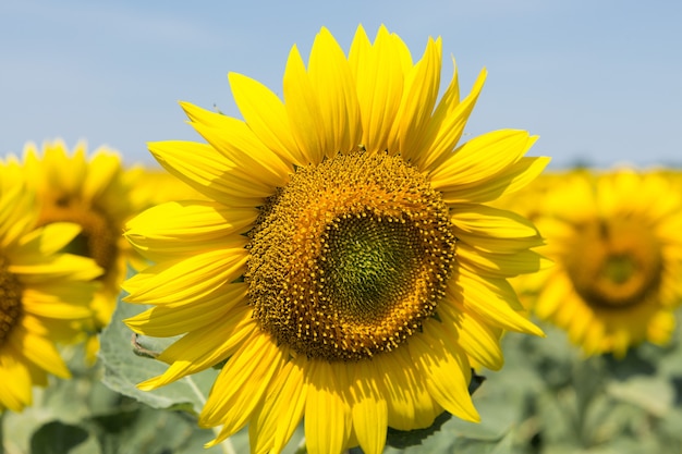 Campo de girasol dorado brillante al atardecer.