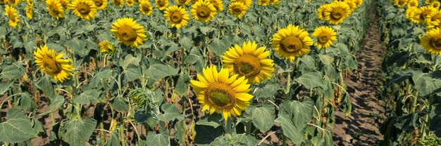 Campo de girasol dorado brillante al atardecer