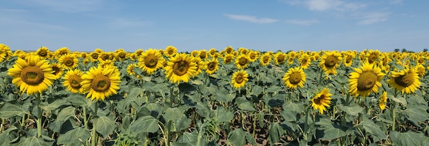 Campo de girasol dorado brillante al atardecer.