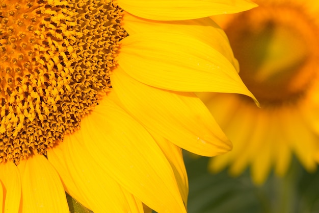 Campo de girasol dorado brillante al atardecer.