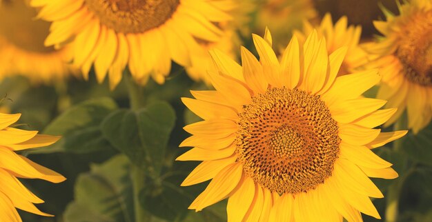 Campo de girasol dorado brillante al atardecer.