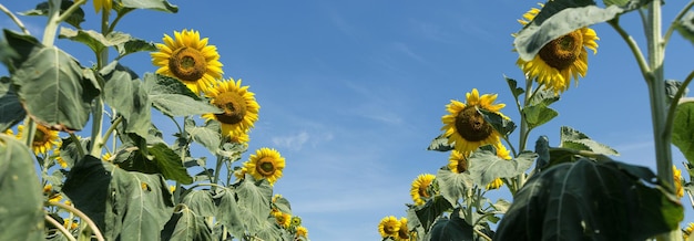 Campo de girasol dorado brillante al atardecer