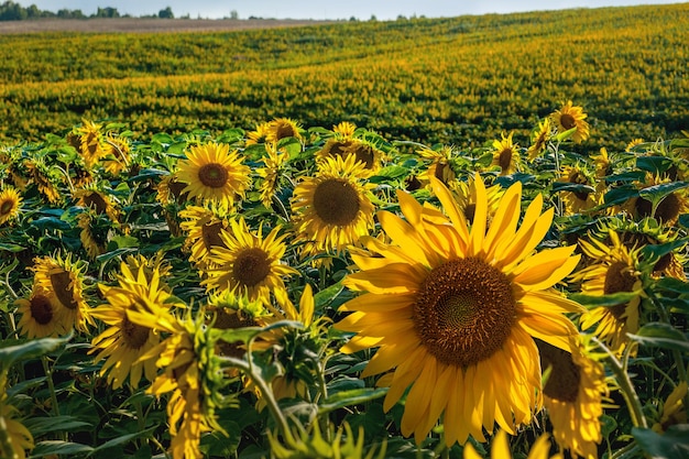 Campo de girasol en las filas de las colinas de cabeza inferior pequeña amarilla