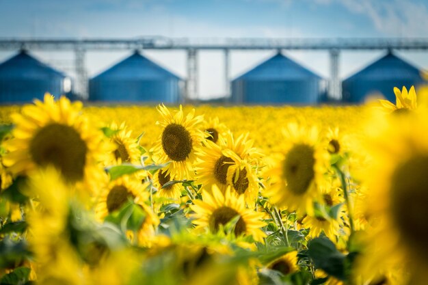 Campo de girasol floreciente con un elevador de almacenamiento de cultivos sobre un fondo. Concepto de producción de aceite de girasol