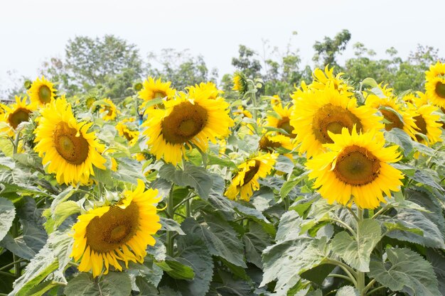 campo de girasol floreciente