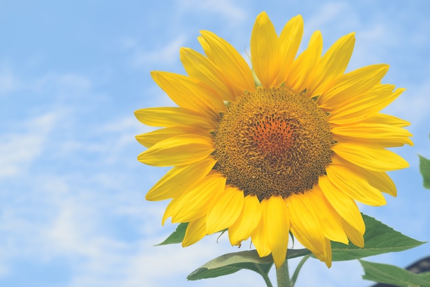 Campo de girasol Fondo de cielo azul de día soleado para su diseño